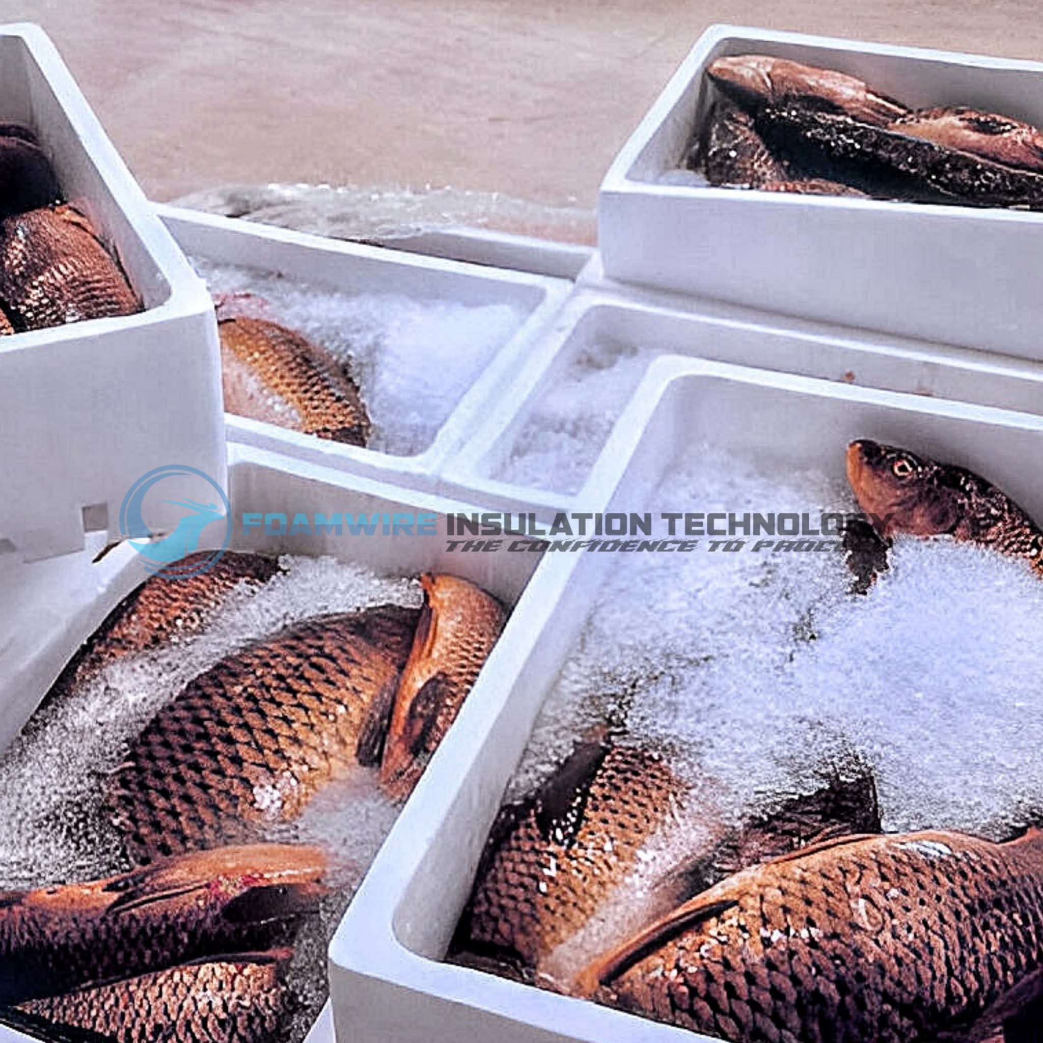 CORCKSHEET,EPS 🐠 FISH  BOXES